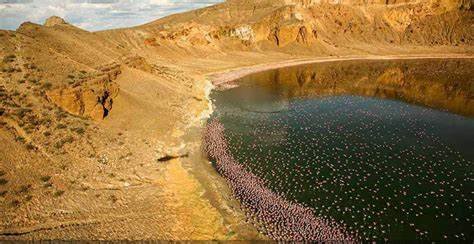 The Rare Five Northern Kenya Safari