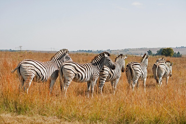 The Rare Five Northern Kenya Safari